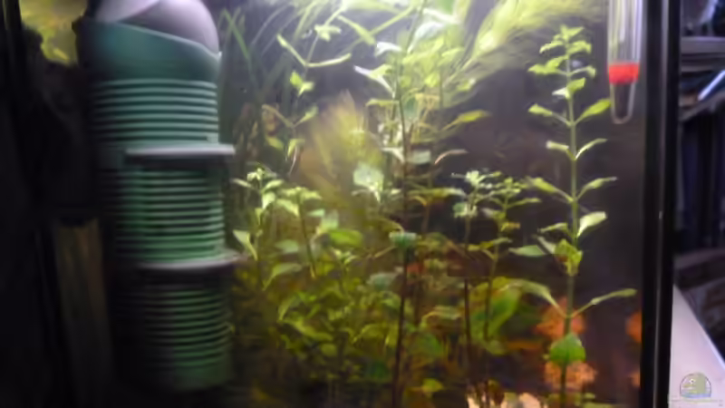 Technik im Aquarium Becken 25217 von Freudenfeuer (16)