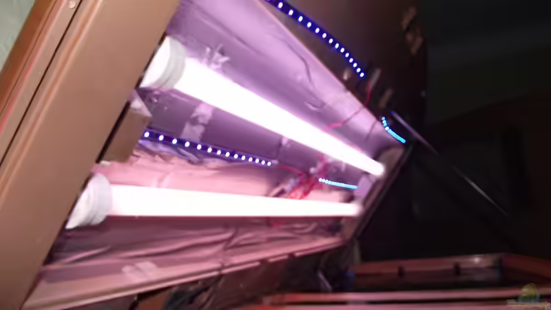 Technik im Aquarium Becken 25426 von Detlef Peter (22)