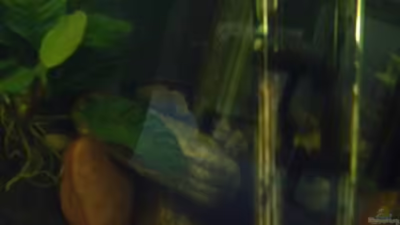 Technik im Aquarium Becken 2699 von Thomas Schröder (14)