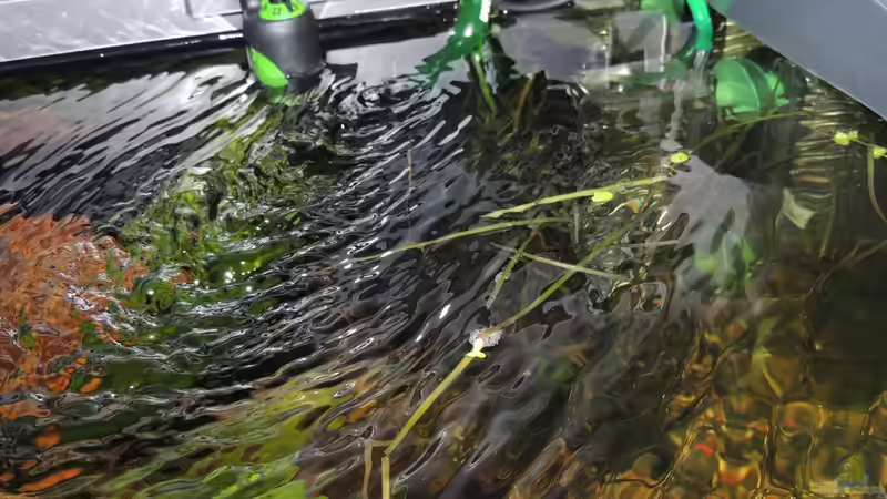 Technik im Aquarium Becken 27133 von Kathrin77 (36)