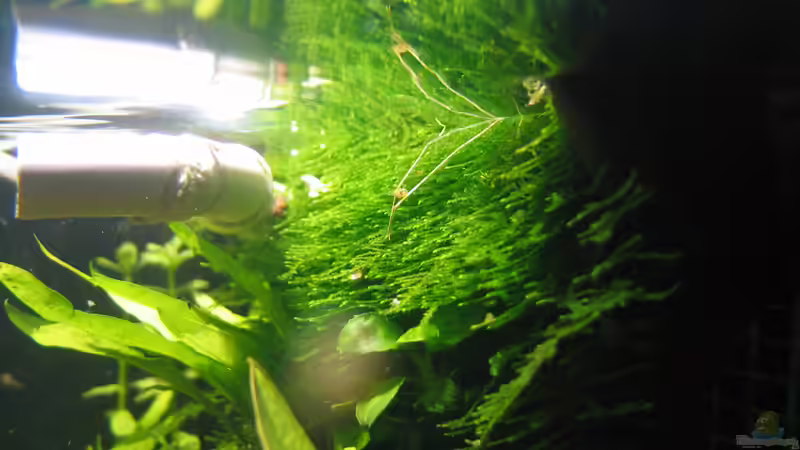 Technik im Aquarium Becken 2731 von Alexander Wagner (3)