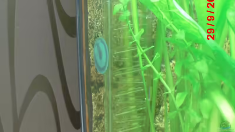 Technik im Aquarium Becken 27534 von Thomas Seidenstuecker (21)