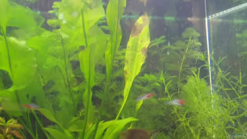 Technik im Aquarium Becken 2770 von Sandro Iffert (6)