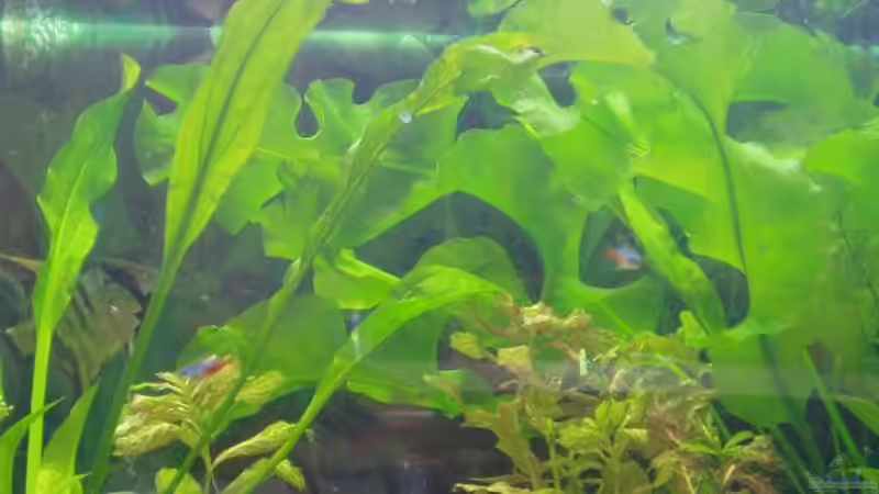 Technik im Aquarium Becken 2770 von Sandro Iffert (7)