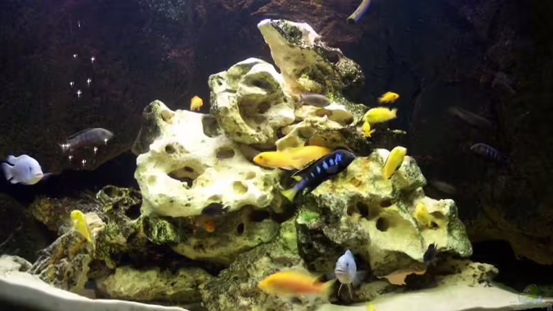 Technik im Aquarium Becken 2779 von Frank Rollmann (6)