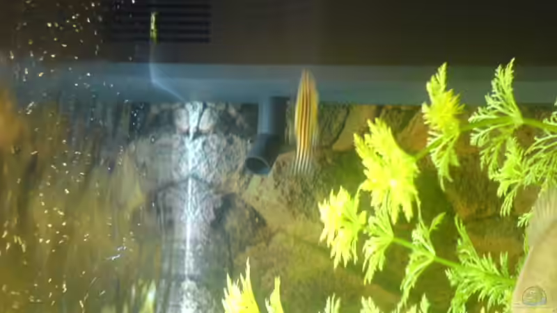 Technik im Aquarium Becken 2821 von Jörg Stegink (8)