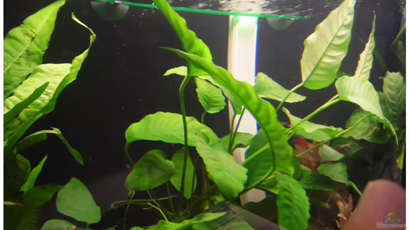 Technik im Aquarium Becken 30791 von shiru_k10 (21)