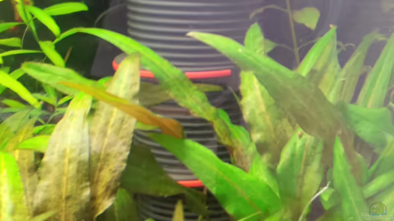 Technik im Aquarium Becken 31065 von Hans-Hubert (12)