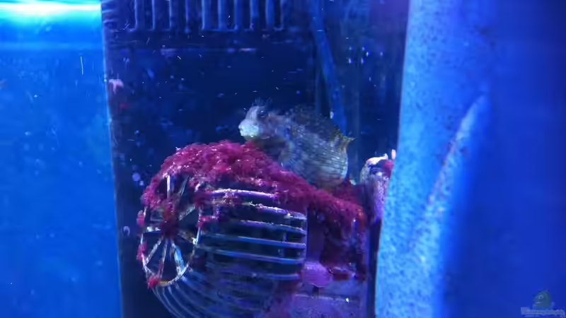 Technik im Aquarium Becken 31412 von die Perle... (43)