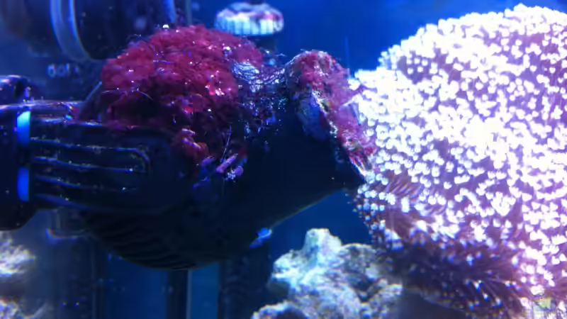 Technik im Aquarium Becken 31412 von die Perle... (44)