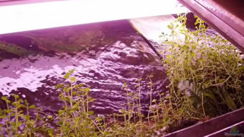 Technik im Aquarium Becken 316 von Mark Mondl (7)