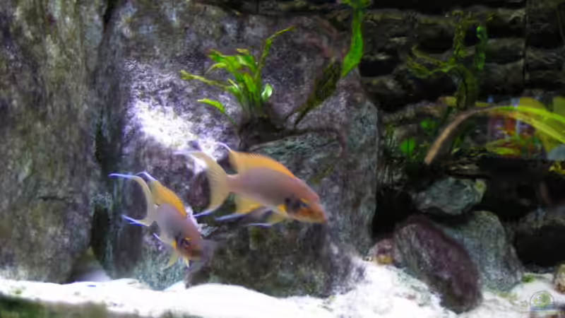 Technik im Aquarium Becken 3268 von Bastian Nagel (5)