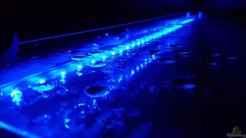 Technik im Aquarium Becken 33864 von Sunnyboy_72 (43)