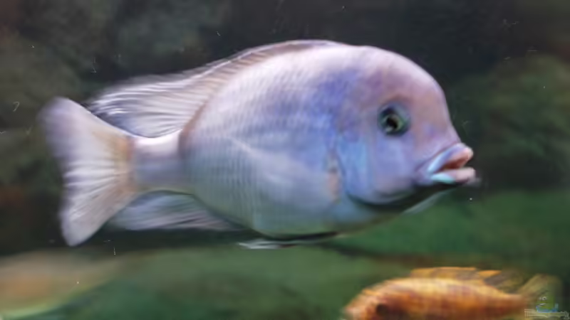 Technik im Aquarium Becken 35 von Ribana Wolf-Sattler (6)