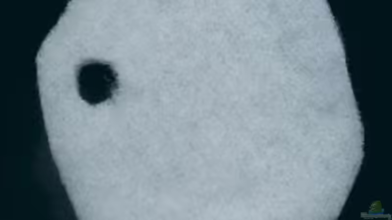 Technik im Aquarium Becken 3510 von Oliver Kemna (18)