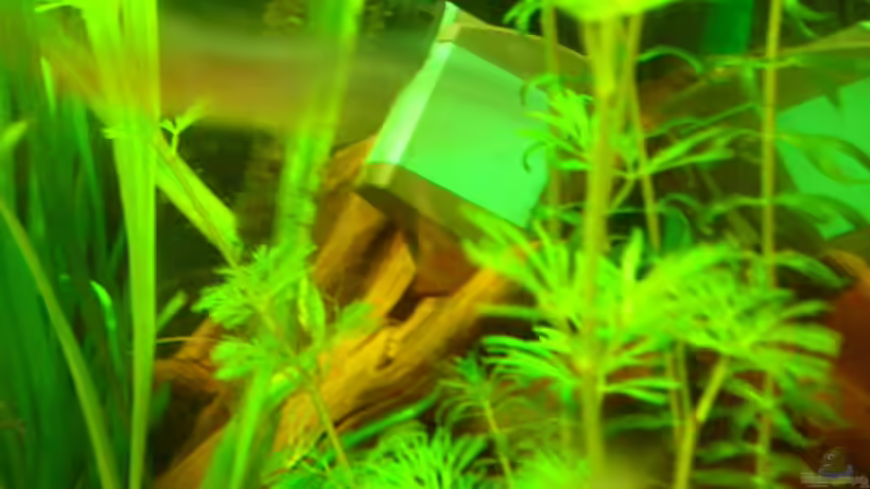 Technik im Aquarium Becken 3526 von Burgherr (14)