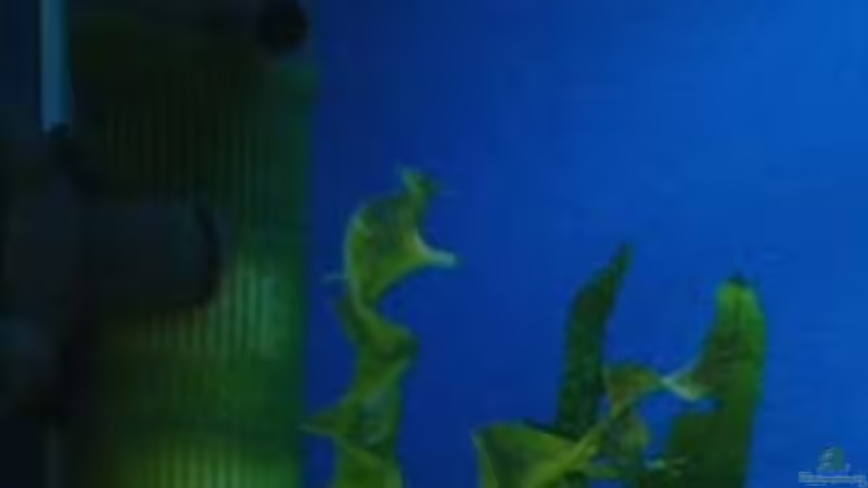 Technik im Aquarium Becken 362 von Lutz Rall (5)