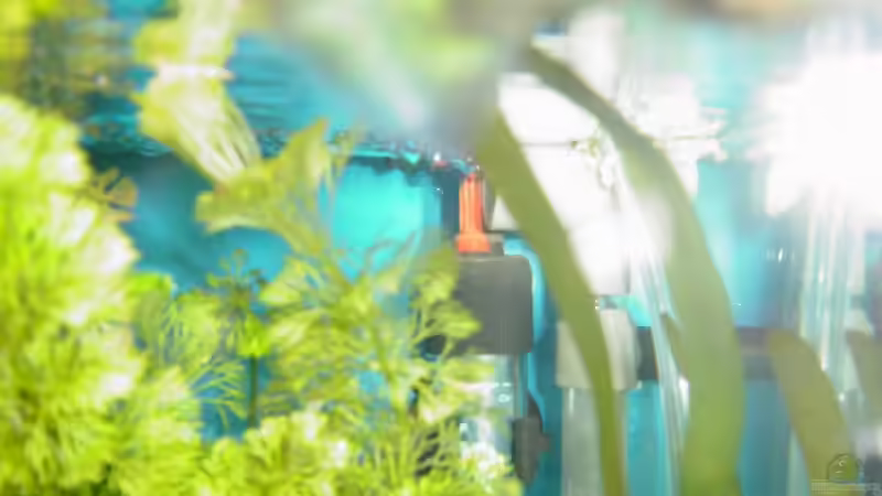 Technik im Aquarium Becken 3749 von Claudio Zeitler (7)