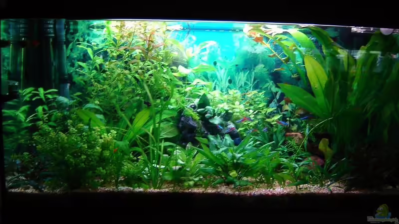 Technik im Aquarium Becken 3966 von Michael Weyerts (7)