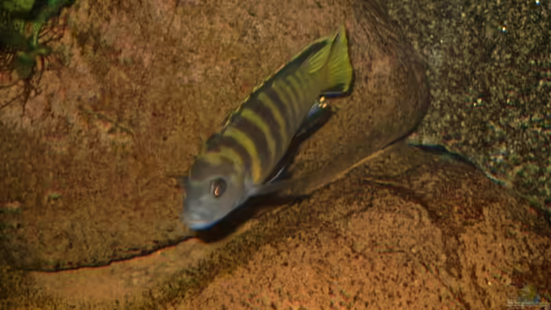 Technik im Aquarium Becken 412 von Helgo Jacob (22)