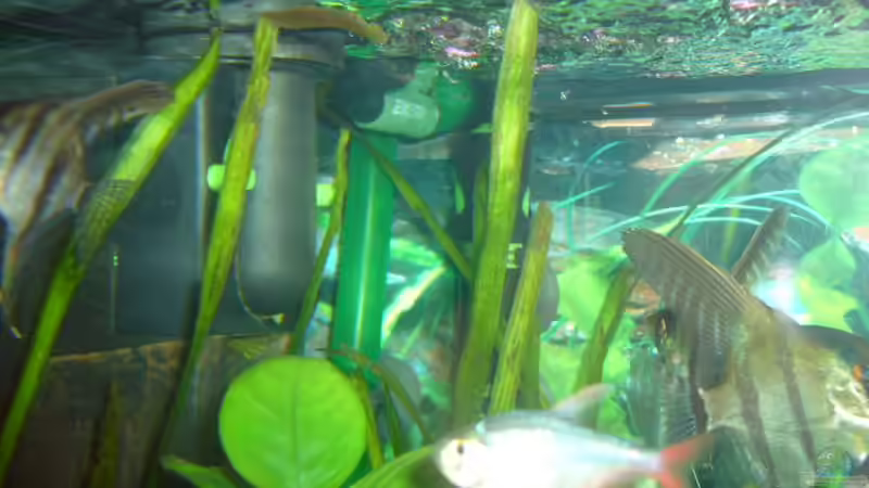 Technik im Aquarium Becken 4199 von Joachim Reinhardt (24)