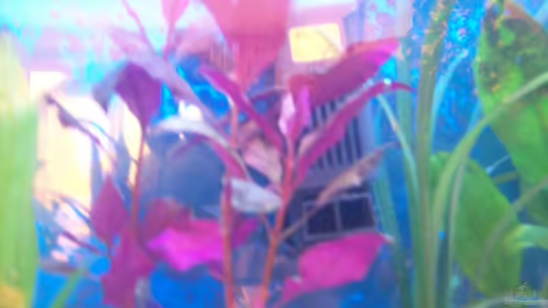 Technik im Aquarium Becken 4266 von Robert Borowiak (18)