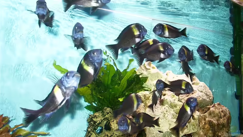 Technik im Aquarium Becken 440 von Fred Heinen (3)