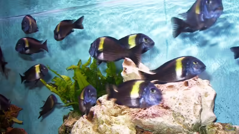 Technik im Aquarium Becken 440 von Fred Heinen (4)