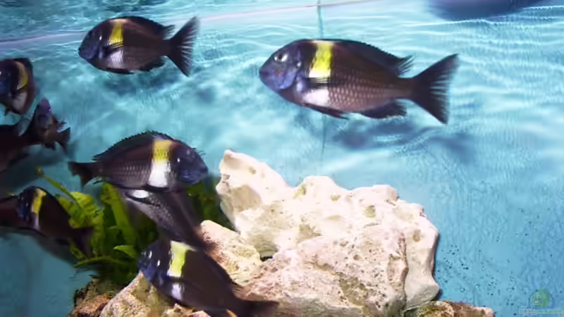 Technik im Aquarium Becken 440 von Fred Heinen (5)