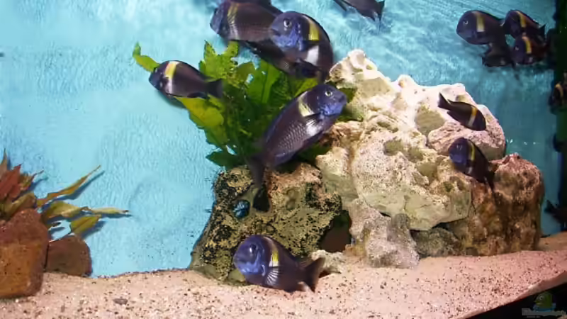 Technik im Aquarium Becken 440 von Fred Heinen (6)