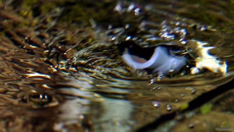 Technik im Aquarium Becken 4437 von Markus Smak (10)