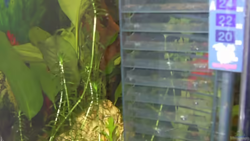 Technik im Aquarium Becken 4453 von Sergej Reiswich (13)