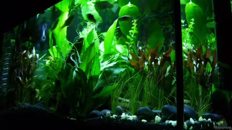 Technik im Aquarium Becken 4675 von Daniel Löhr (4)