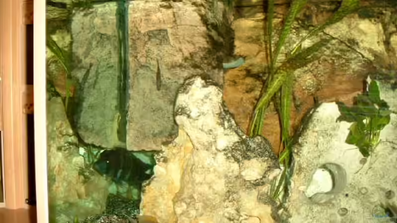 Technik im Aquarium Becken 468 von Angelika Fabick (8)