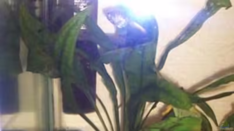 Technik im Aquarium Becken 4771 von Patrick Will (9)