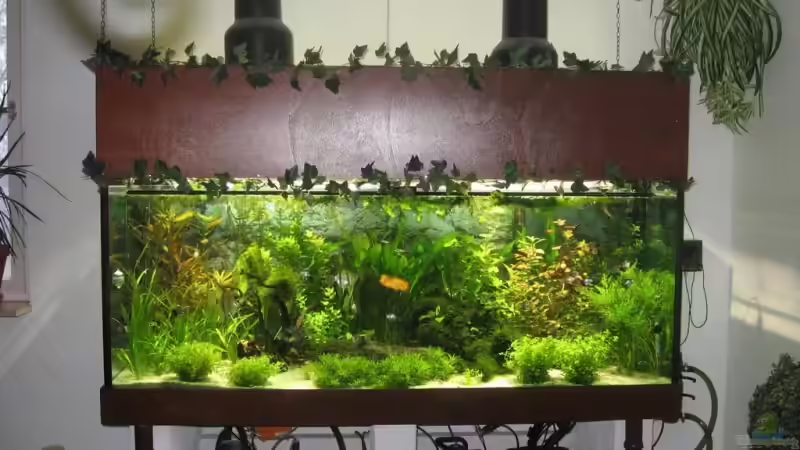 Technik im Aquarium Becken 4891 von Inge Zuber (13)