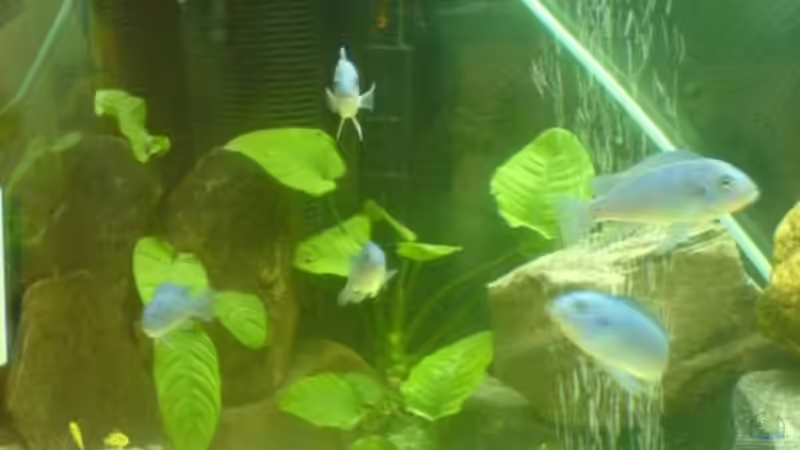 Technik im Aquarium Becken 5074 von Heiko Rodegast (7)