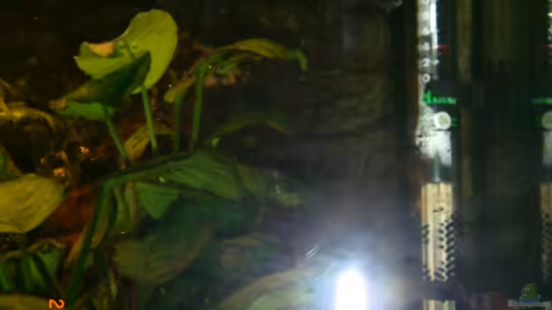 Technik im Aquarium Becken 5568 von Dominic Zuccarelli (14)