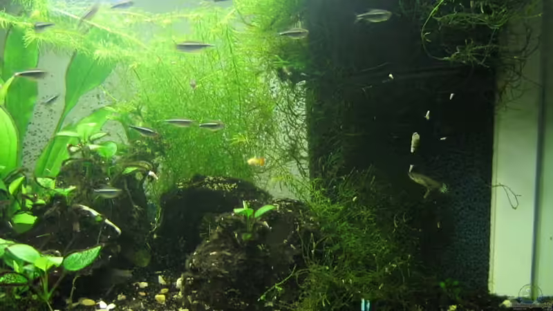 Technik im Aquarium Becken 5980 von TNTLogge (16)