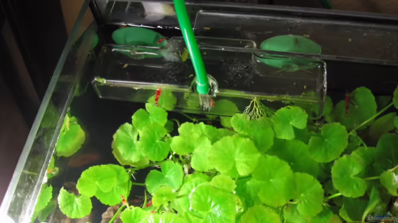 Technik im Aquarium Becken 6137 von Gerd Zimmermann (19)