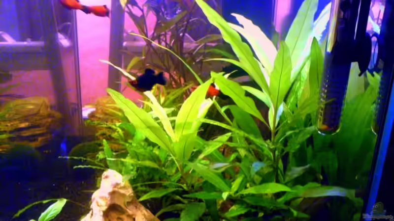 Technik im Aquarium Becken 6233 von Cathrin Krause (18)