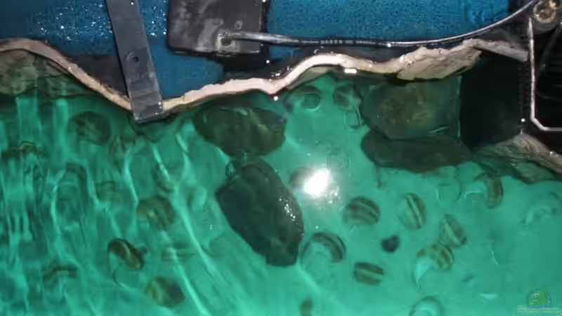 Technik im Aquarium Becken 6354 von Fabian Schulte (37)