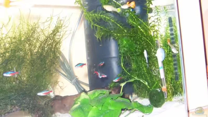 Technik im Aquarium Becken 7571 von Ella Vöge (7)