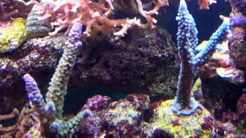 Technik im Aquarium Becken 7965 von Lars Leonhardt (27)