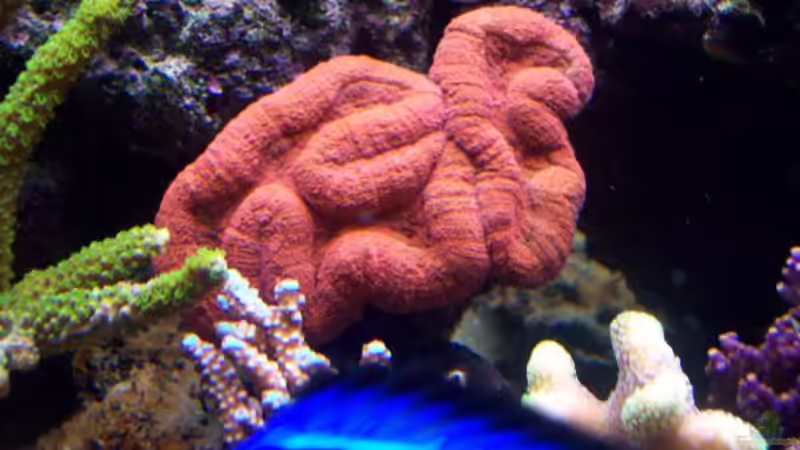 Technik im Aquarium Becken 7965 von Lars Leonhardt (30)