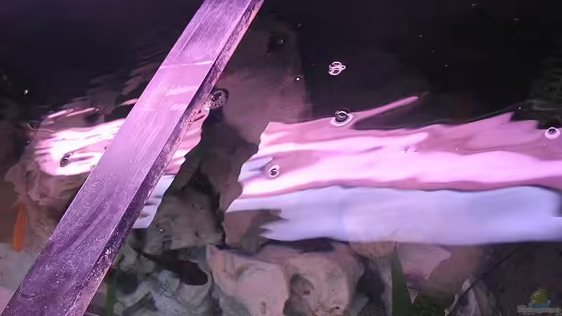 Technik im Aquarium Becken 805 von Ricardo Kisker (11)