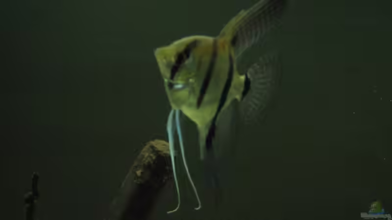 Technik im Aquarium Becken 8093 von Christian Dühr (5)