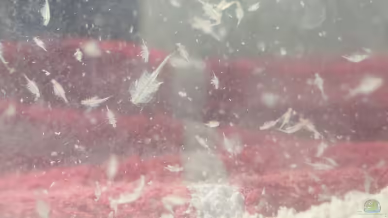 Technik im Aquarium Becken 8375 von Oliver Czaika (8)