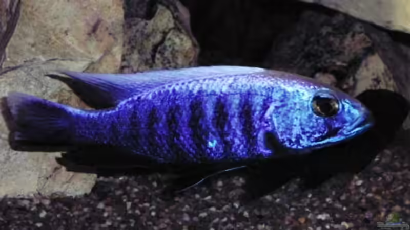 Technik im Aquarium Becken 8631 von Henning Sayer (5)