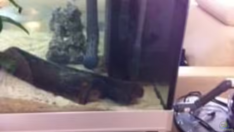 Technik im Aquarium Becken 9198 von Jennifer Clee (28)